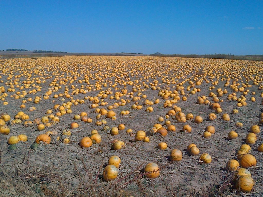 Moperi pumpkin field