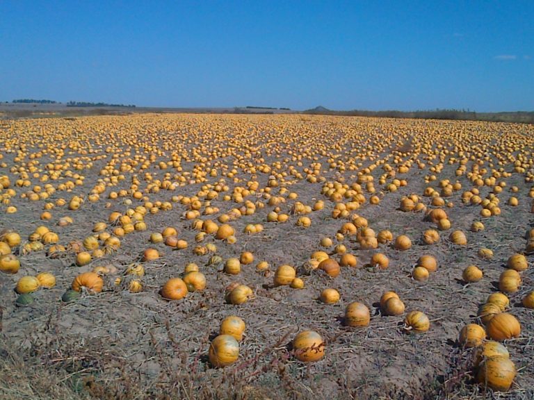 Moperi pumpkin field